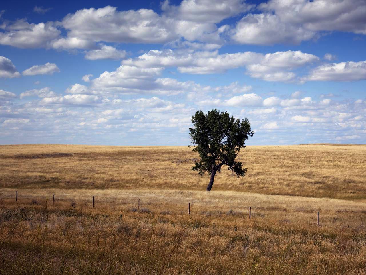 Brown grasslands receding into the horizon, with a single tree in the center of the frame.